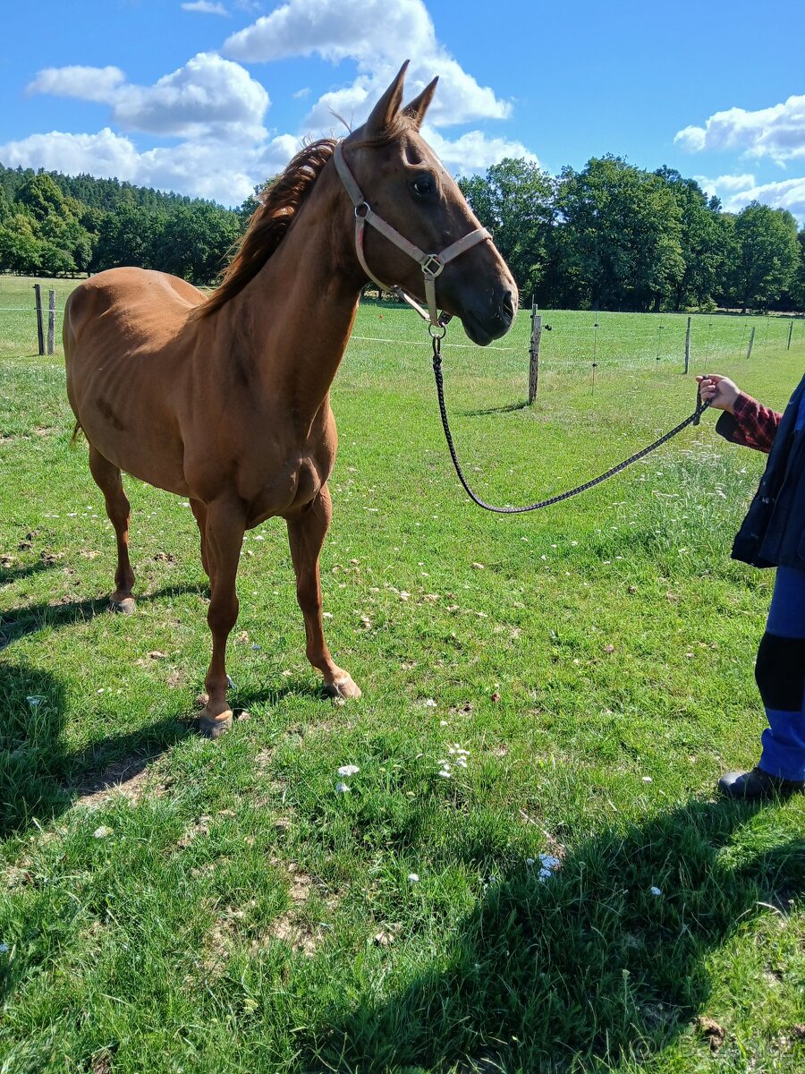 Qh