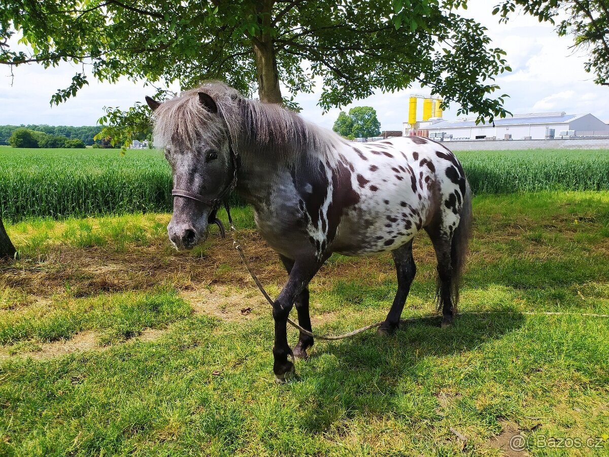 Poník hodná povaha ideální pro děti