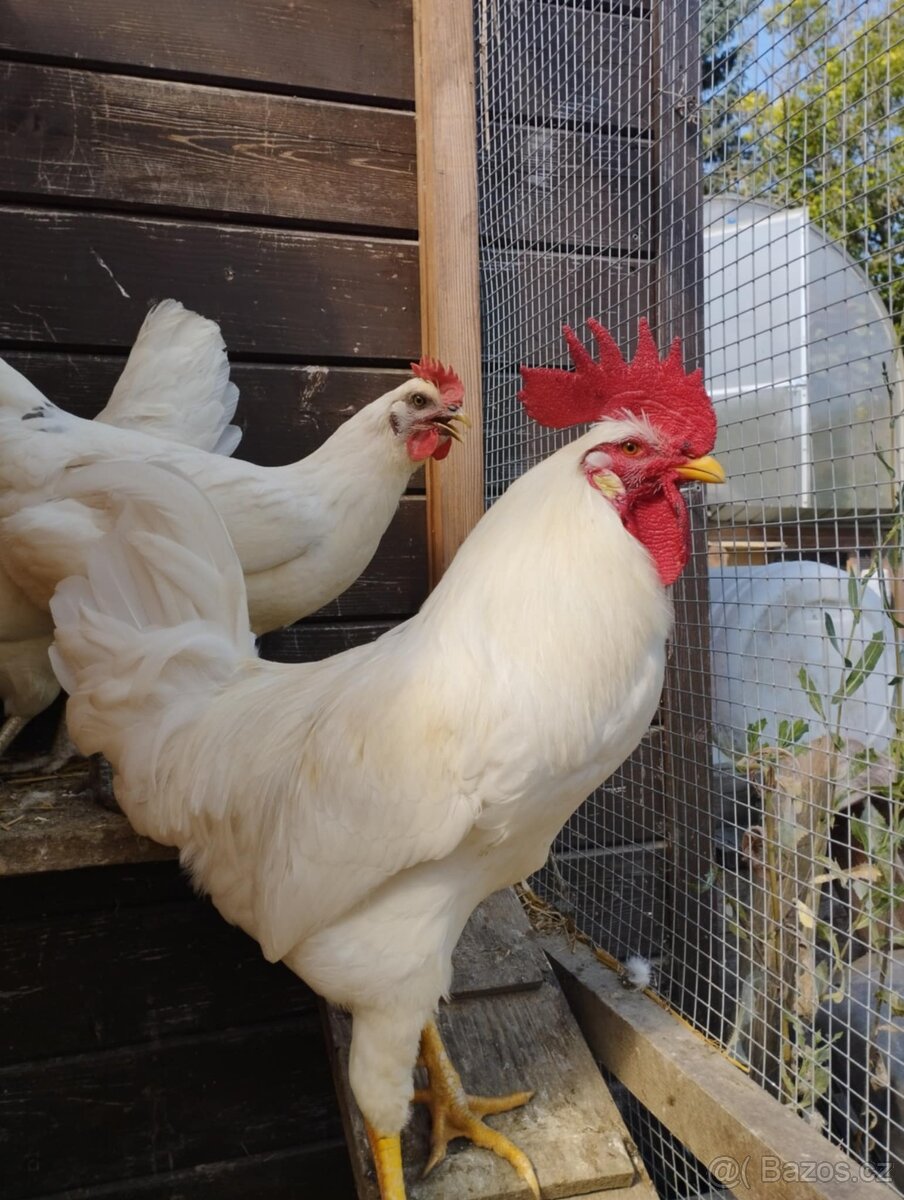 mladí leghorn kohouti