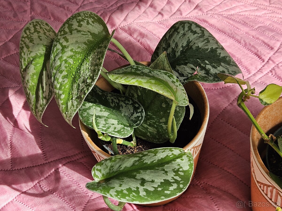 pokojová rostlina kytka- tahavé Scindapsus pictus