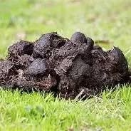 daruji konský hnůj