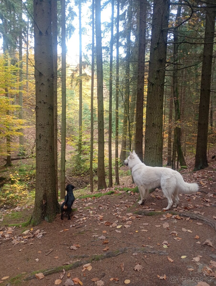 Švýcarský ovčák ke krytí samec