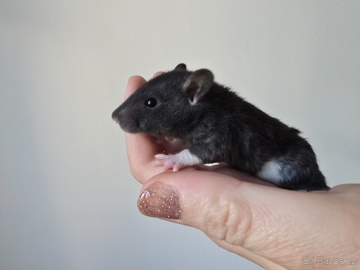 Potkan rex - 1 volna samicka