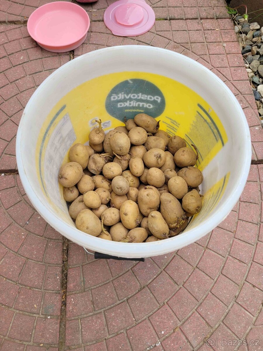 Sadbové brambory žluté