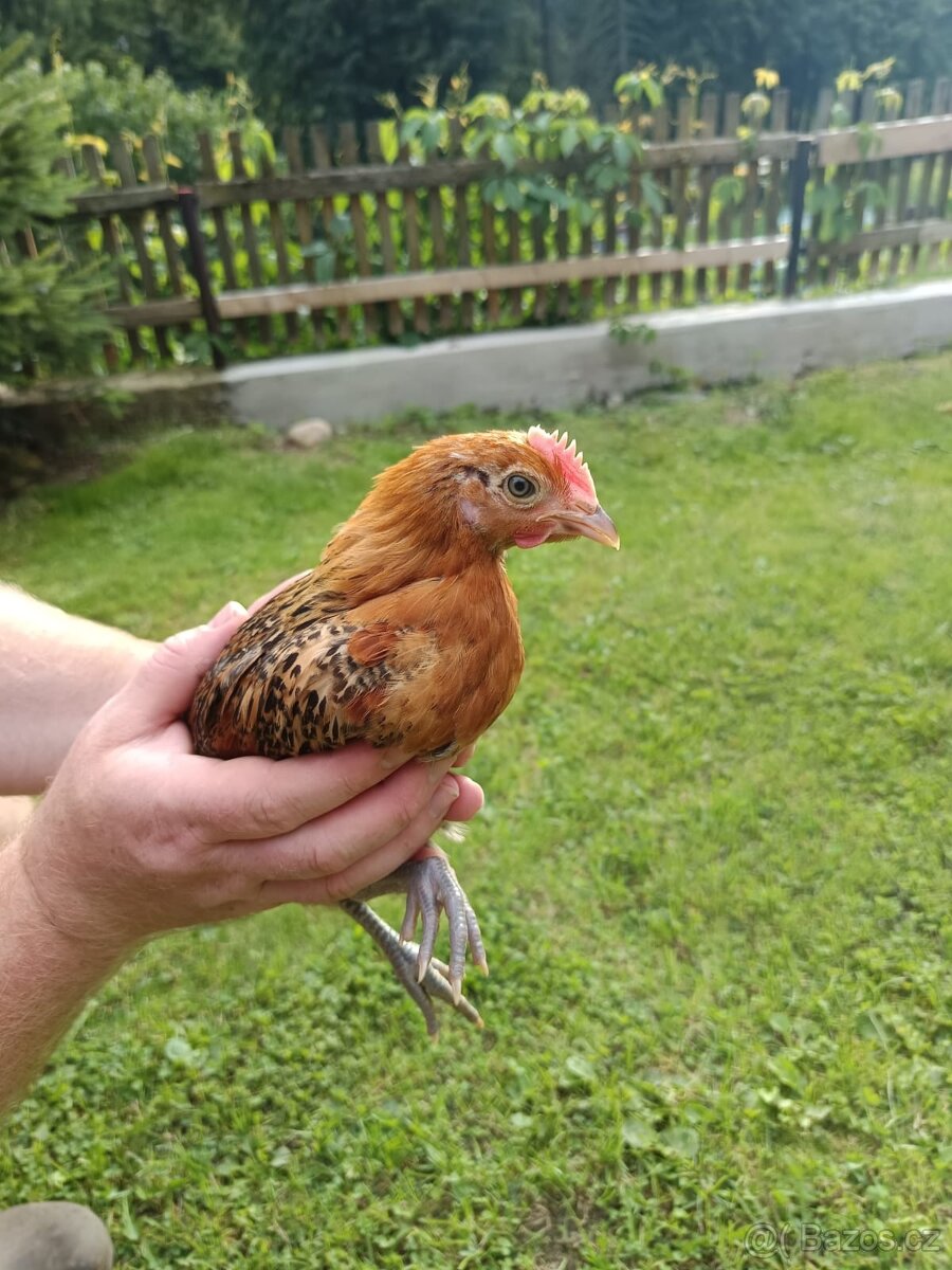 Prodám kohouty Česká kropenka
