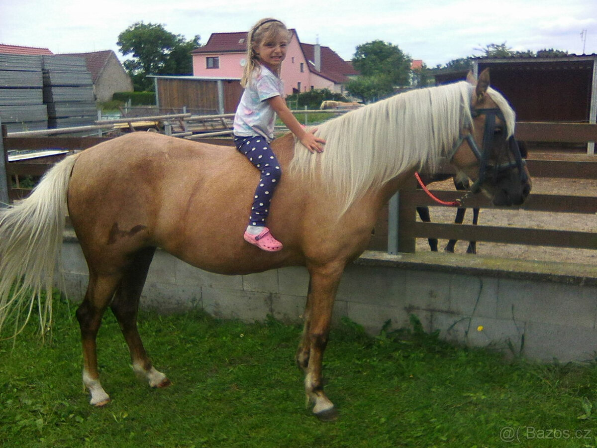 Pronájem pony