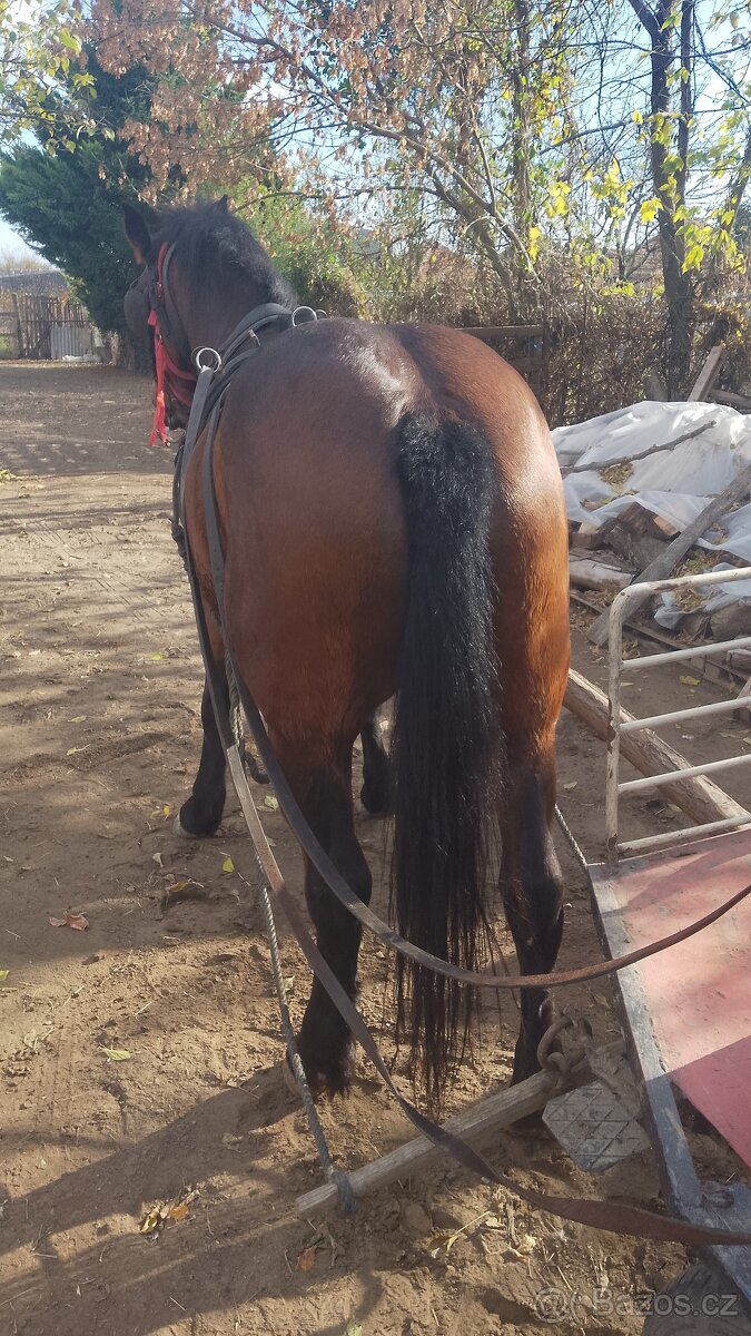 quarter horse X hucul