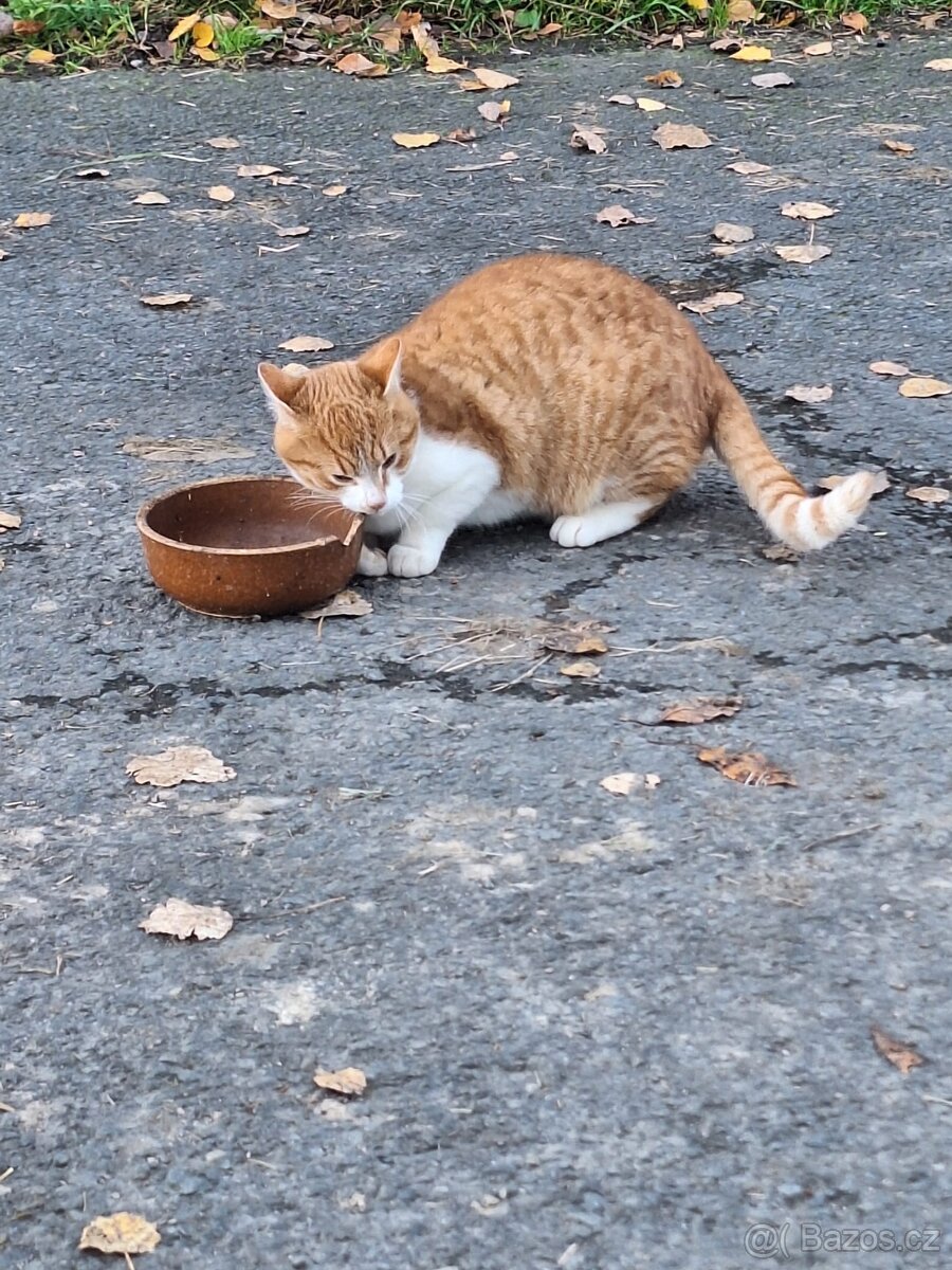 Daruji sedmiměsíčního kocourka