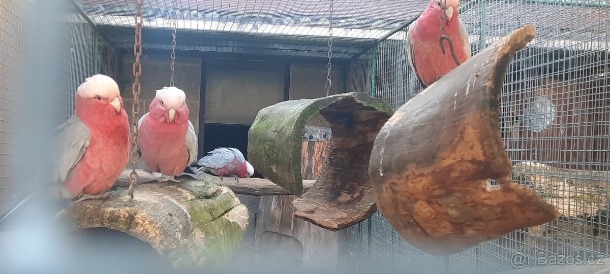 Prodám Penant červený straka, Papoušek Horský, Kakadu Růžový