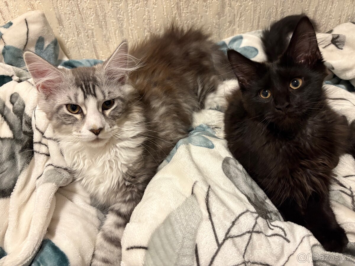 Minská mývalí koťata bez PP