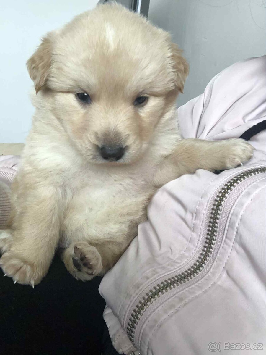 Prodám štěně zlatého retrívra fenka