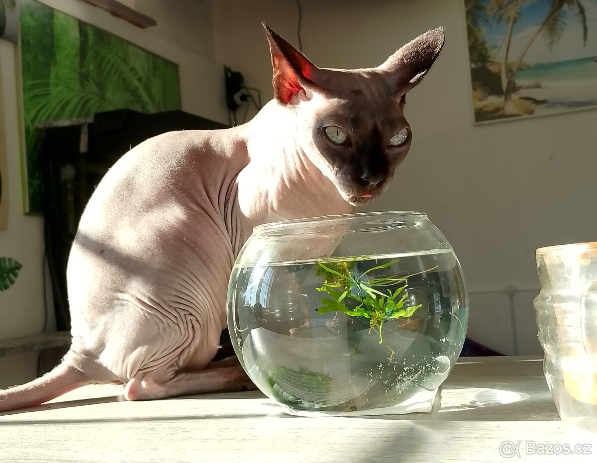 Kočička shynx