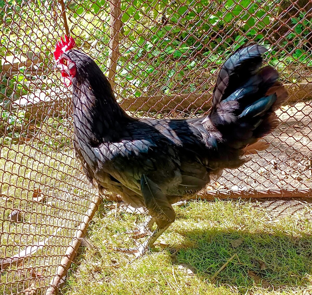 Kohouti