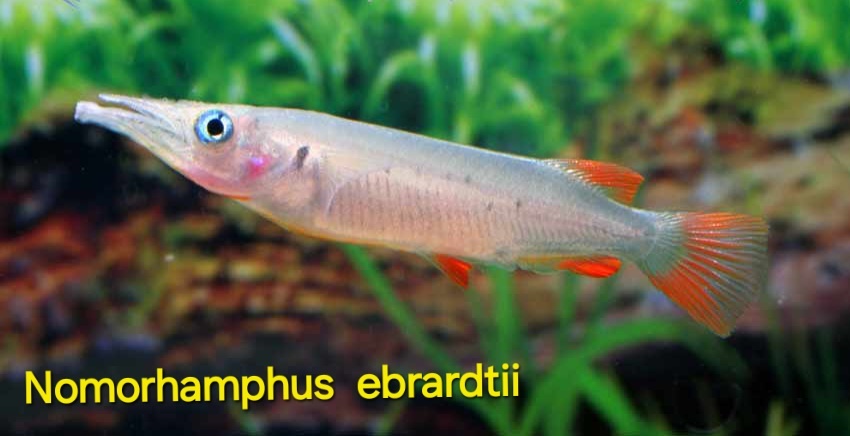 Polozobánky- Nomorhamphus ebrardtii