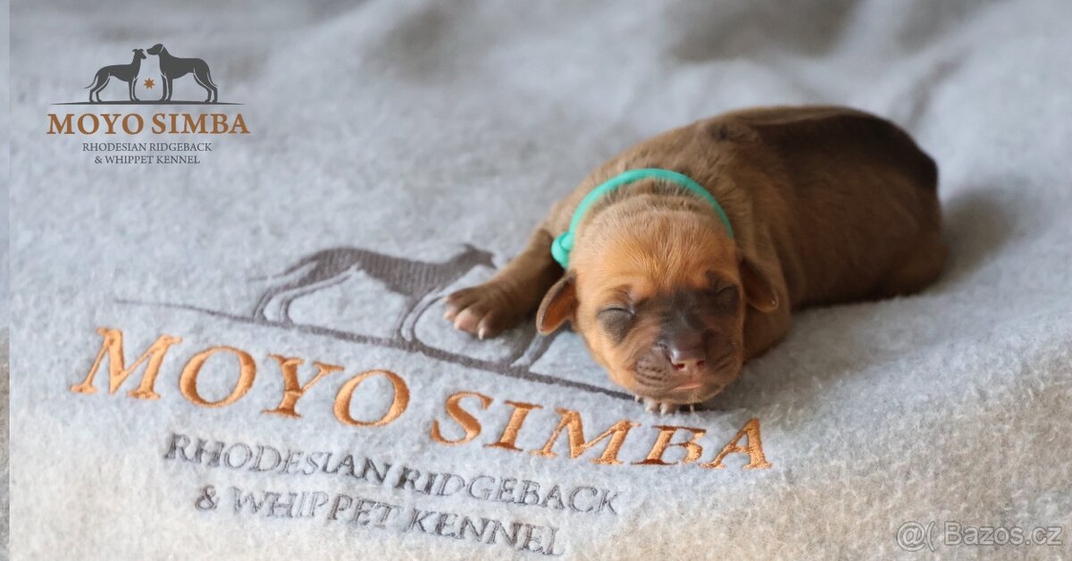 Rhodéský ridgeback s PP