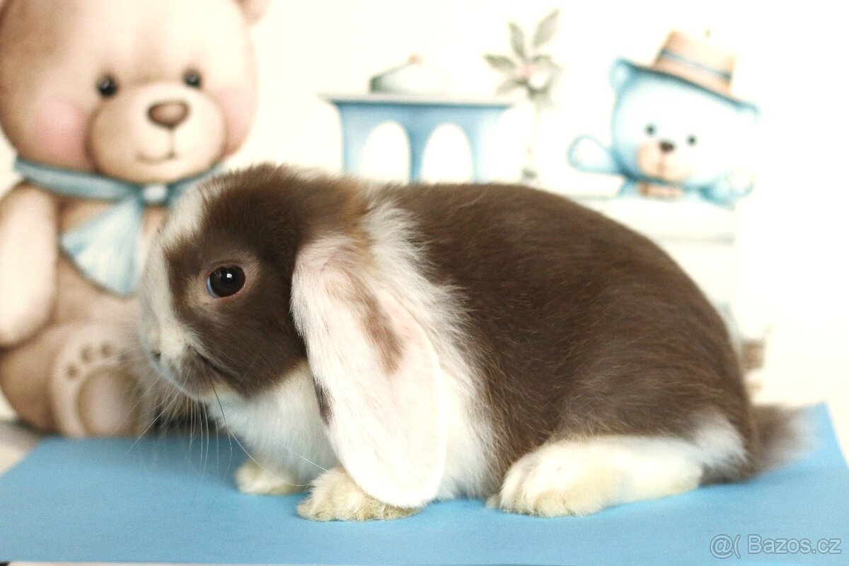 ❤️ Minilop samička ❤️