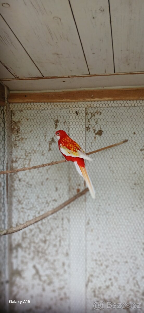 Prodám rozela rubíno