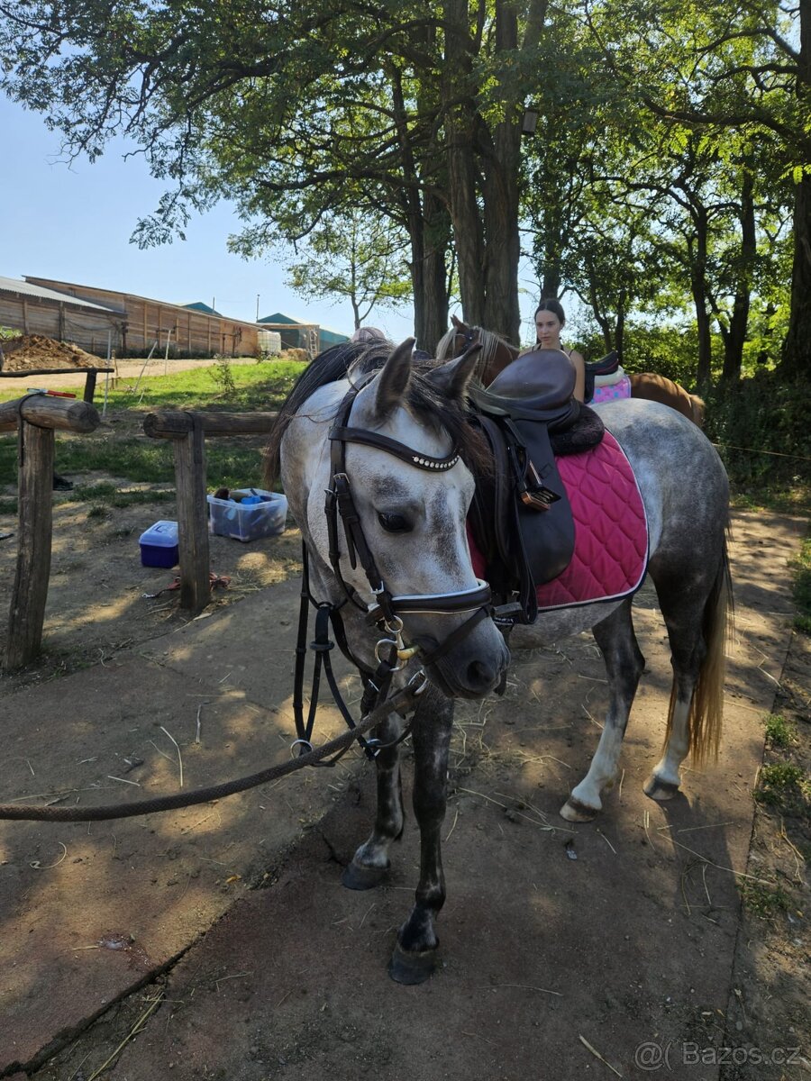 pronájem poníka– Praha 5, Zmrzlík