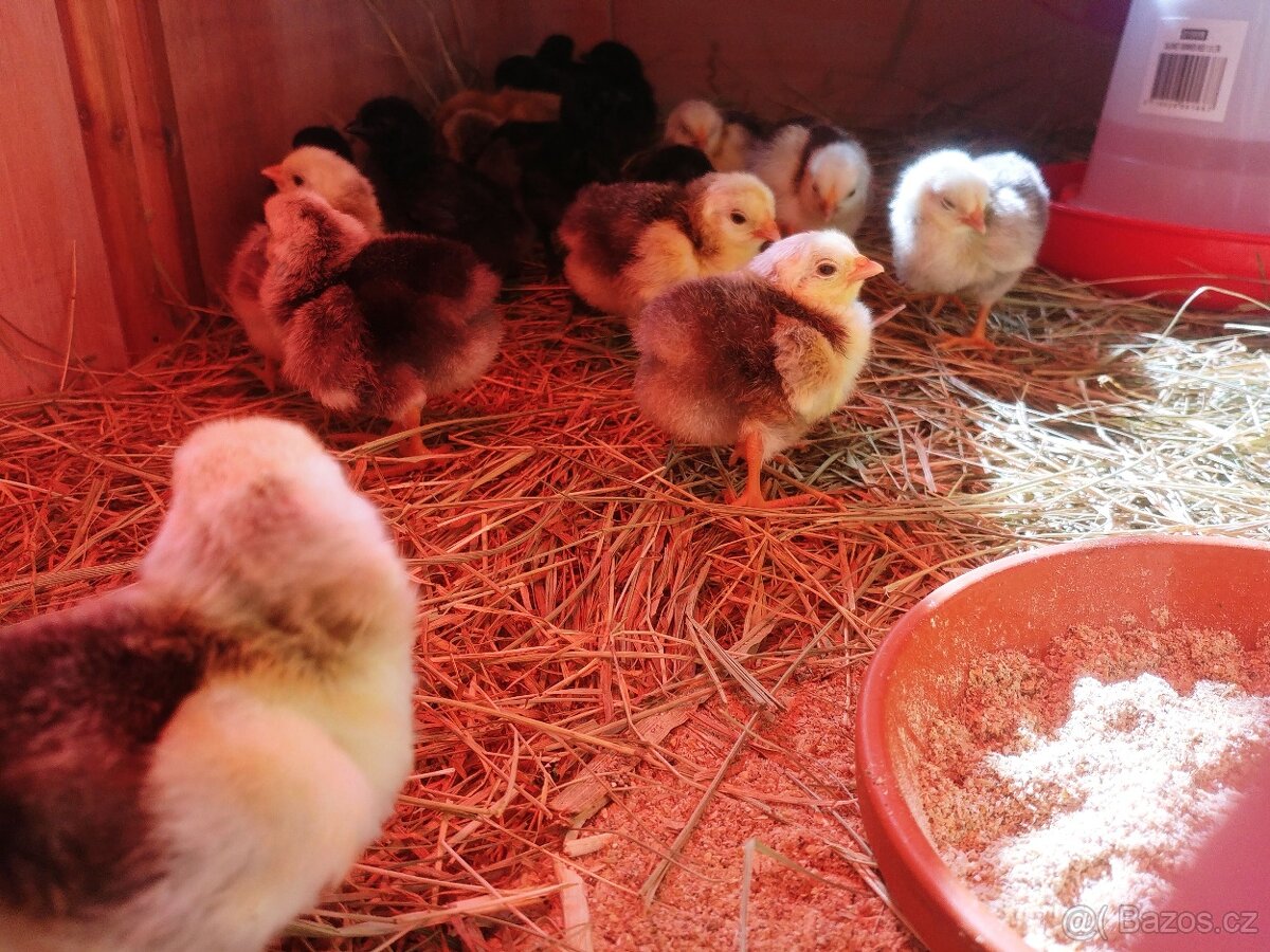 Násadová vejce: Ayam Cemani, Wyandotka, Hedvábnička