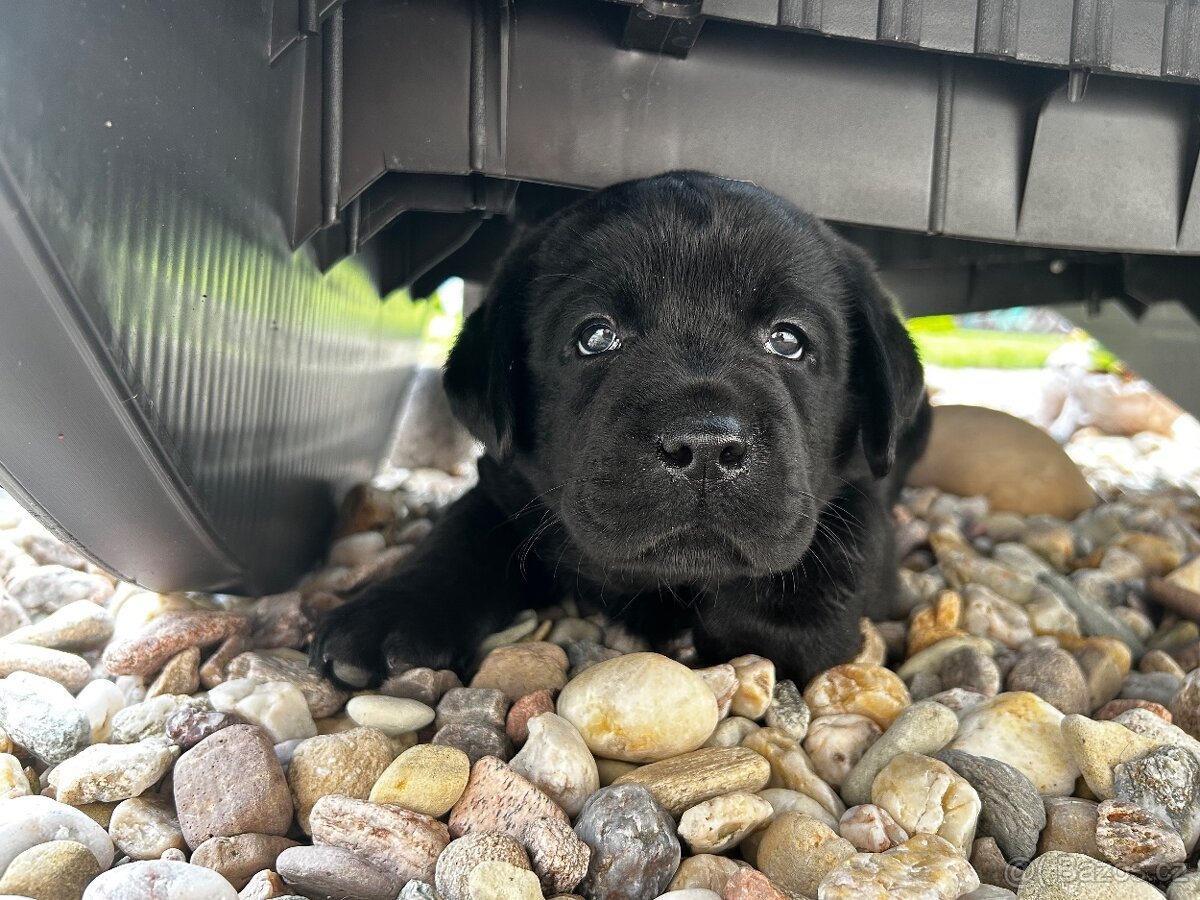 Stenatka labradora s Prukazem puvodu - rezervace