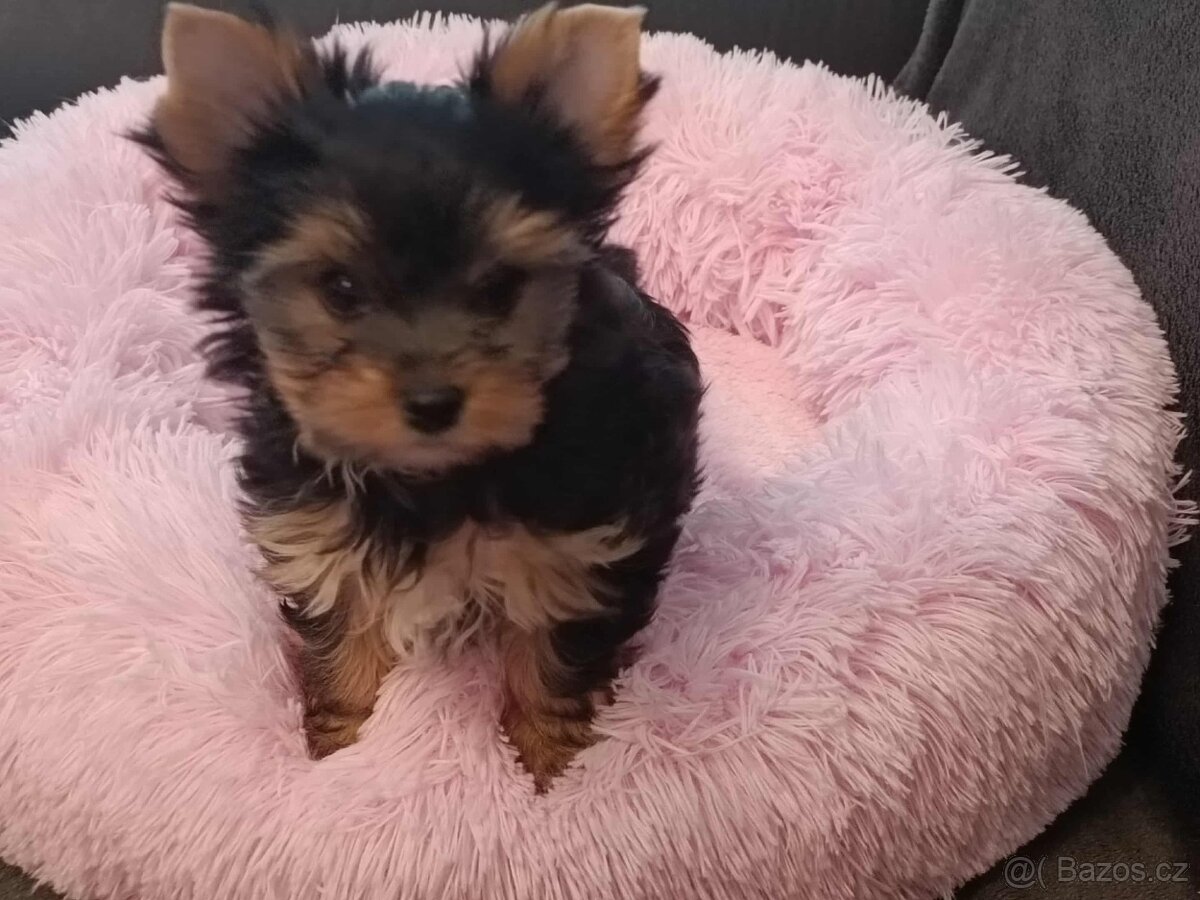 Jorkširský teriér s PP,