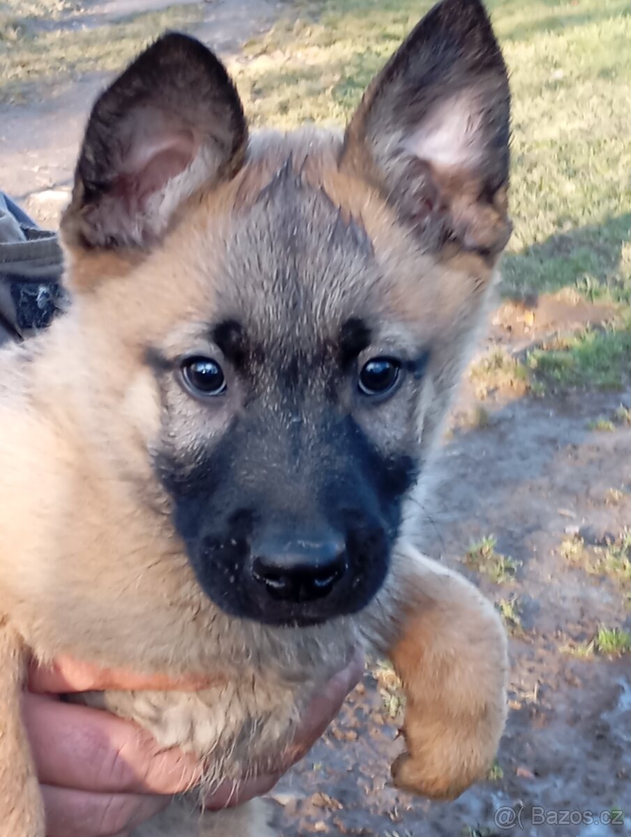 Belgický ovčák Malinois