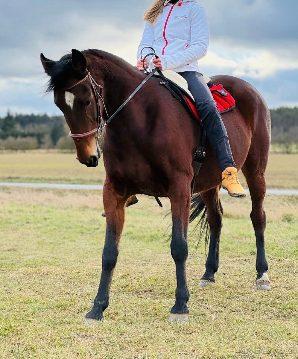 Hodná 14i letá klusačka