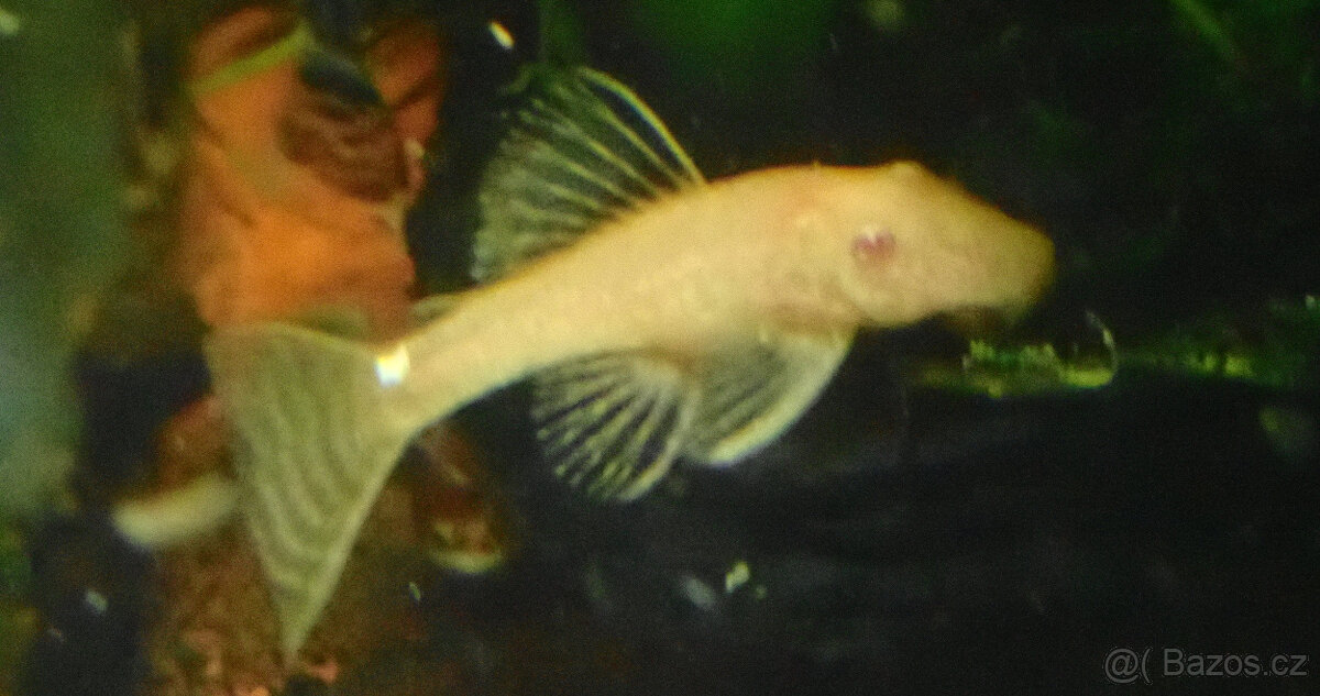 Ancistrus sp gold