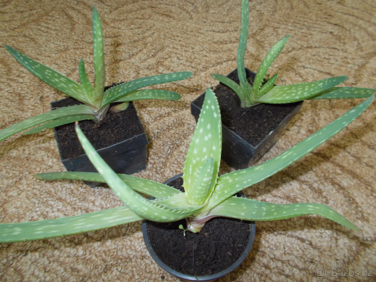 Aloe vera
