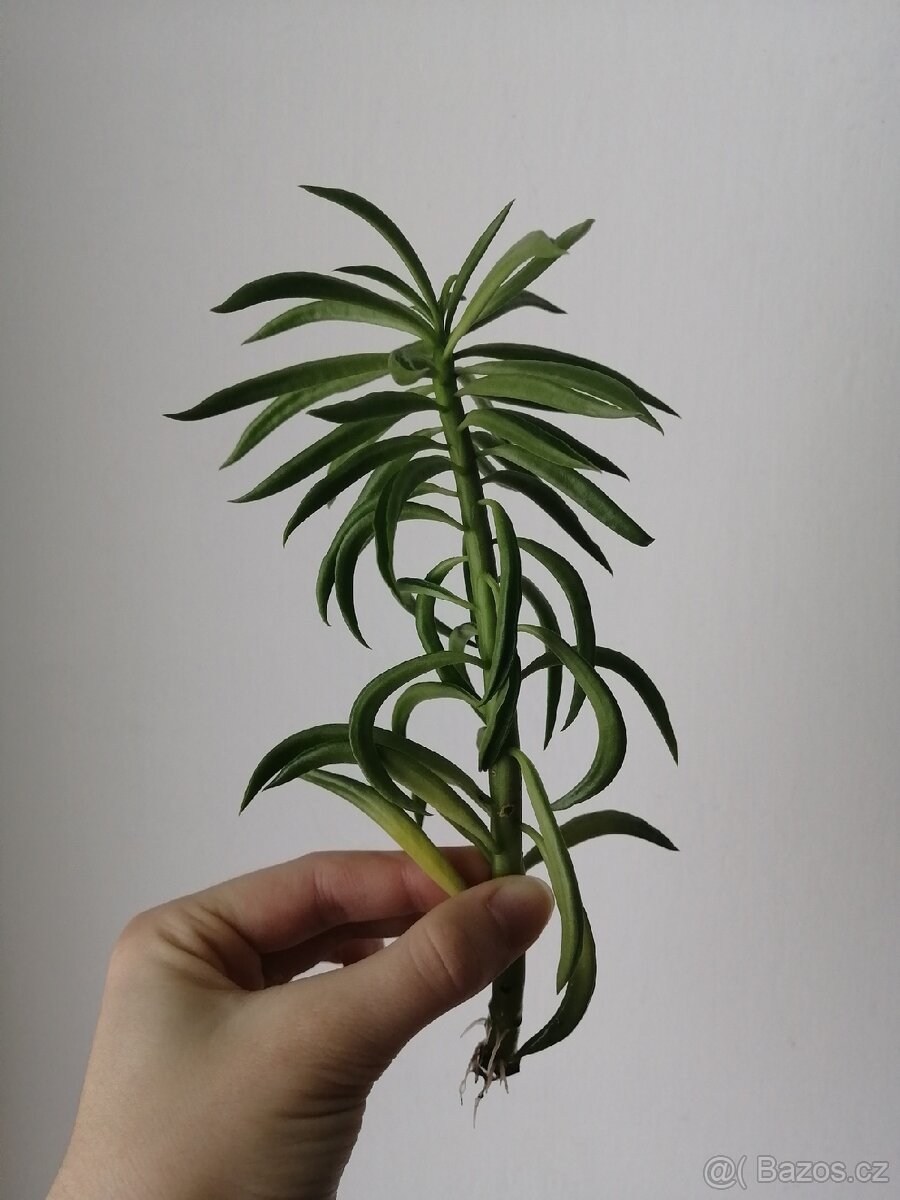 Peperomia