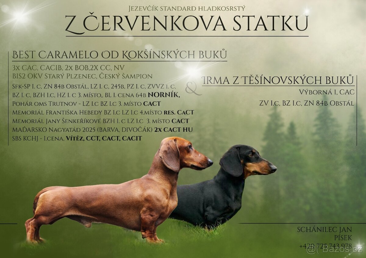 Jezevčík hladkosrstý standart s PP