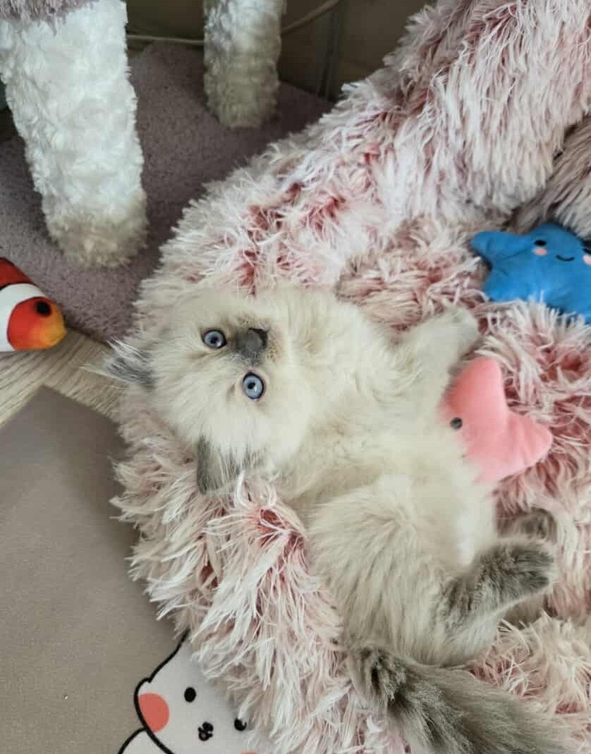 Ragdoll koťatka blue lynx