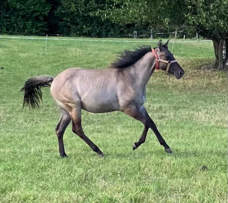 Roční grullo valach Quarter Horse