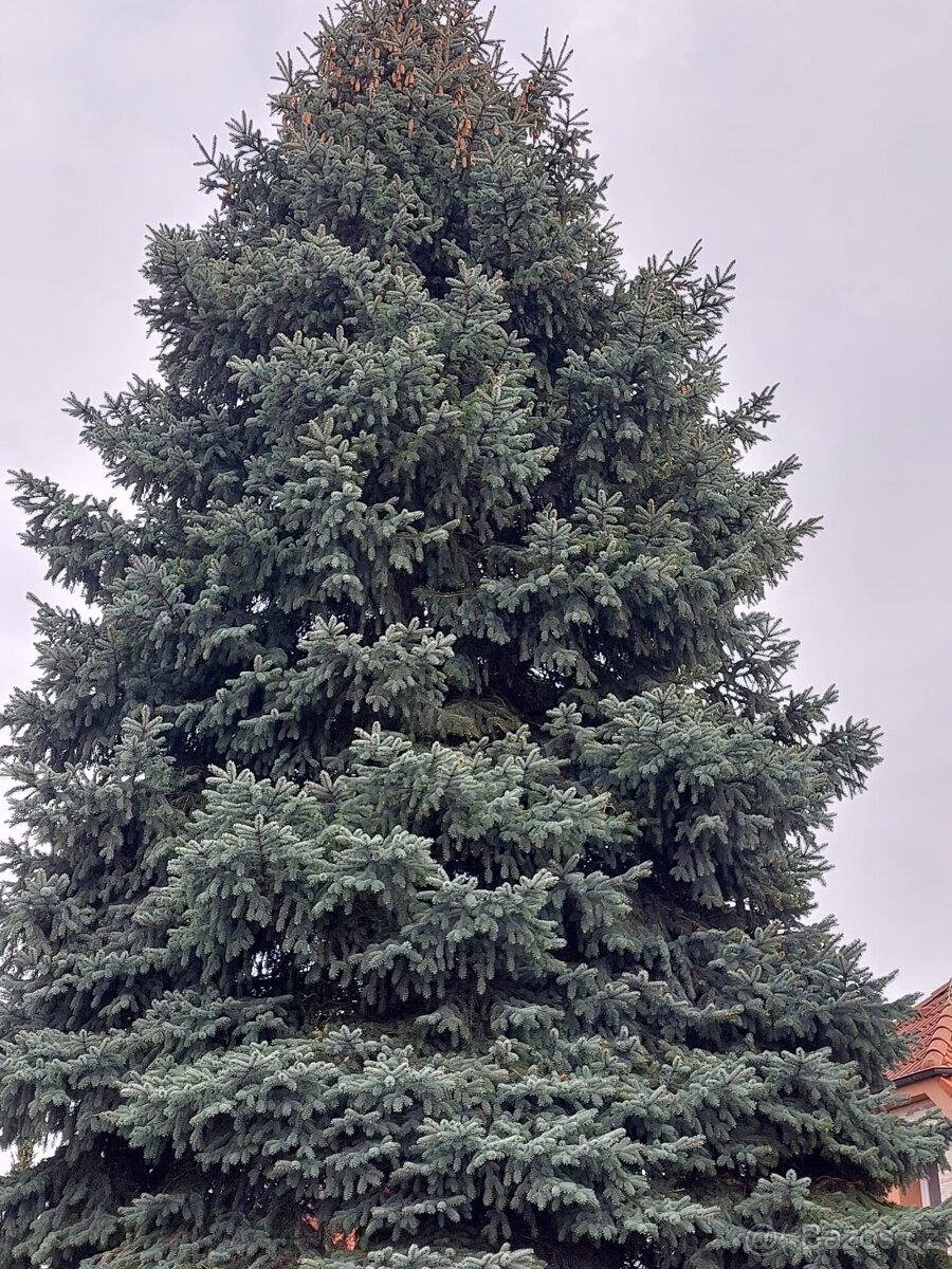 Větve stříbrného smrku