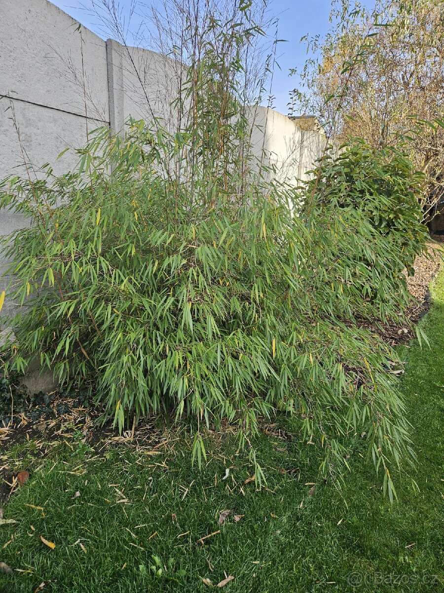 Bambus Phyllostachys – mrazuvzdorný, odkopek 30×30 cm