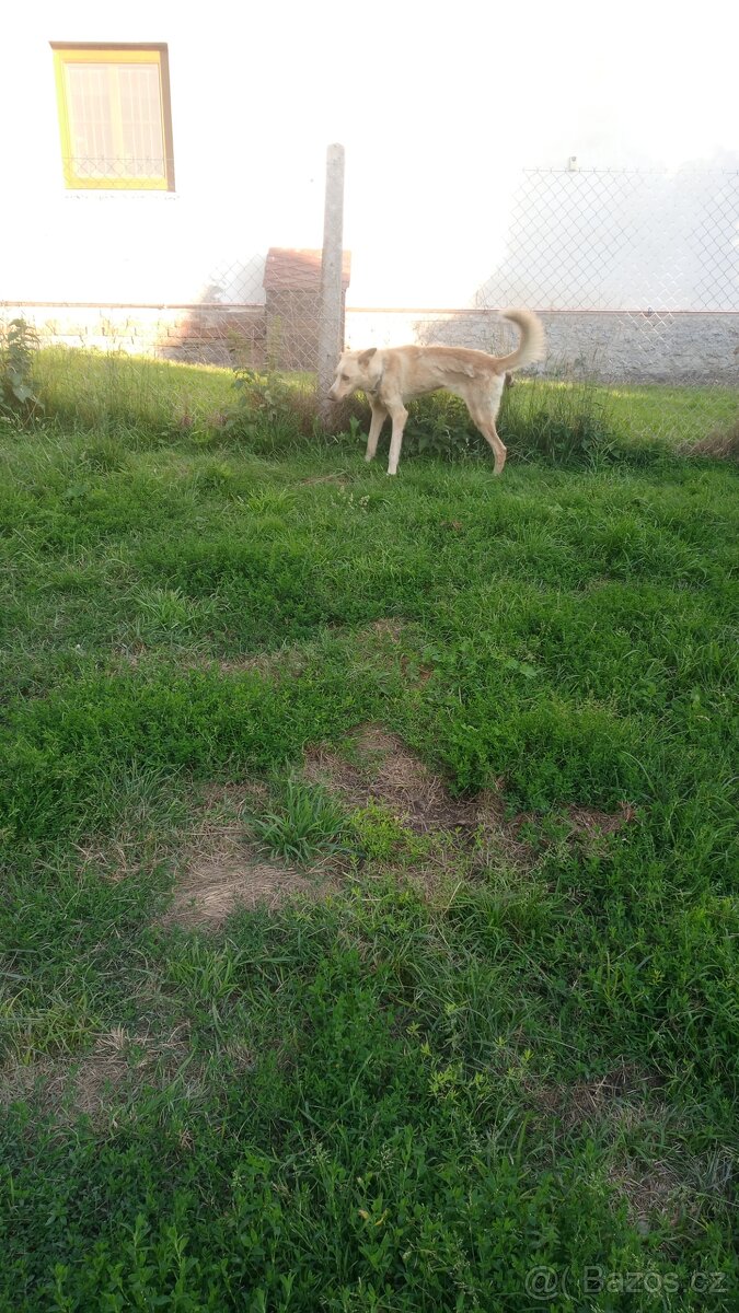 Do dobrých rukou daruji psa