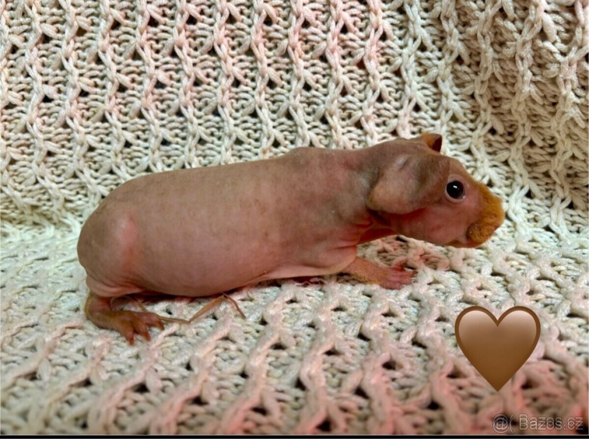 Skinny morčátka, samečci