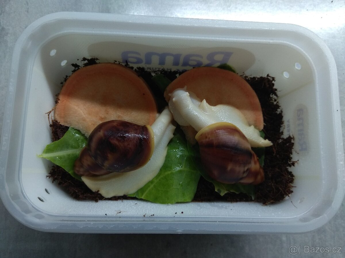 Africký šnek, mláďata