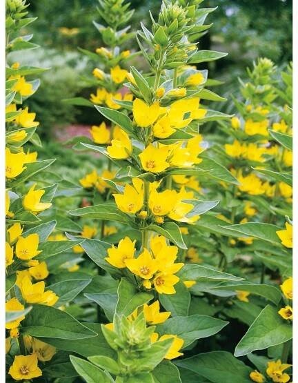 Vrbina tečkovaná - trvalka