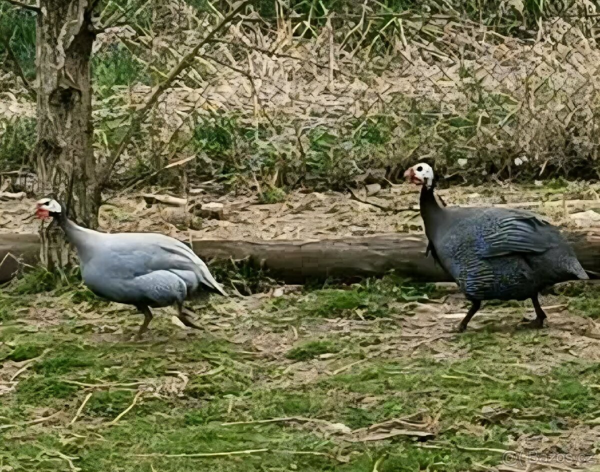 Prodám kohouty perličky