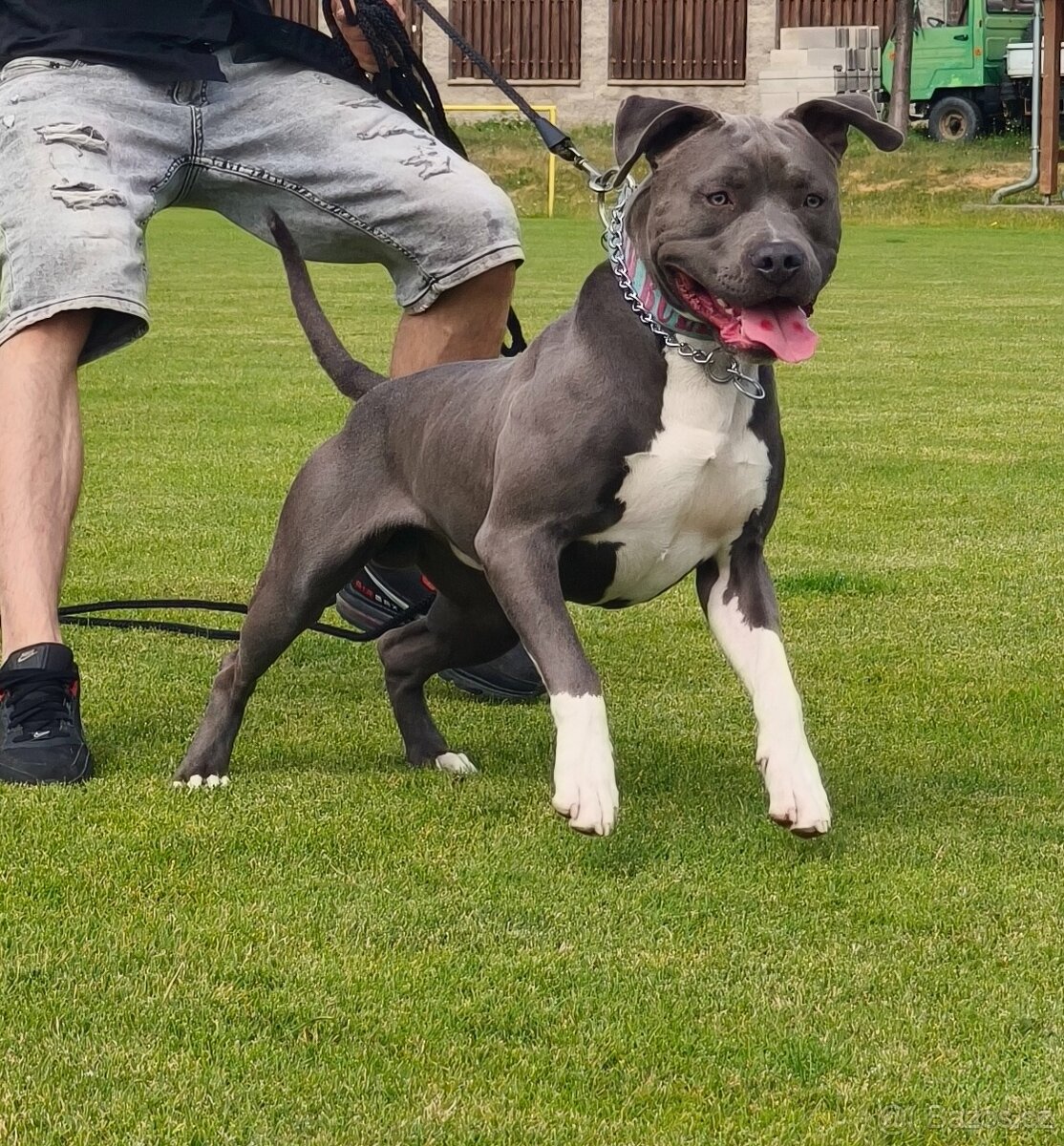 American bully