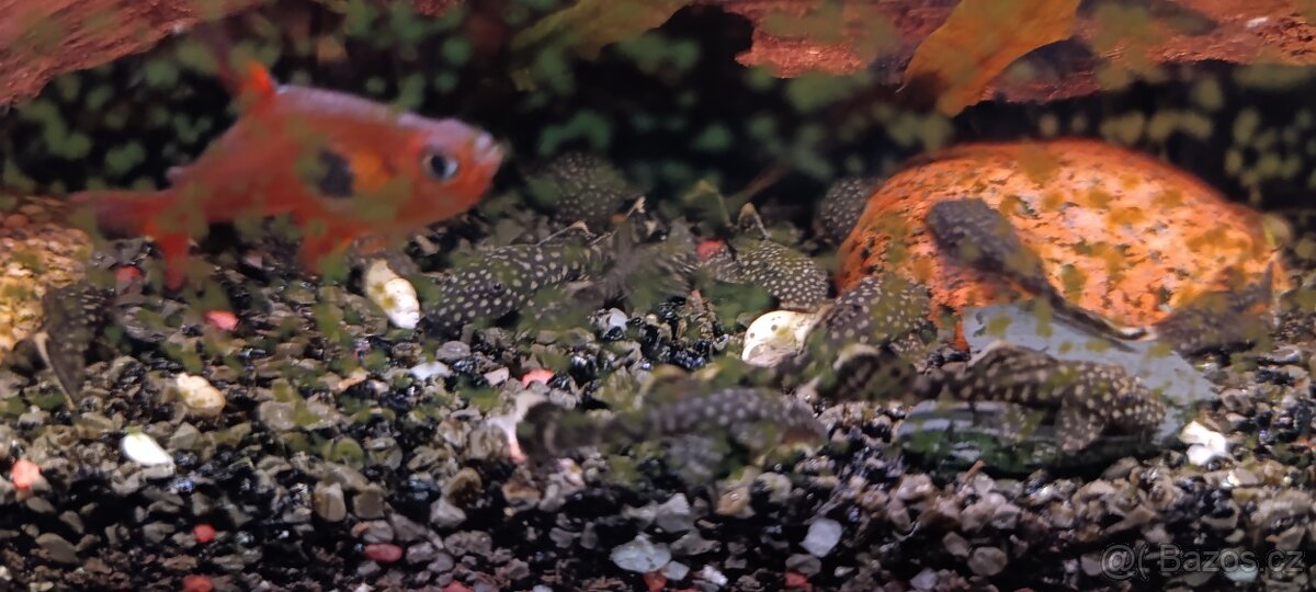 Ancistrusci 2-3 cm daruji