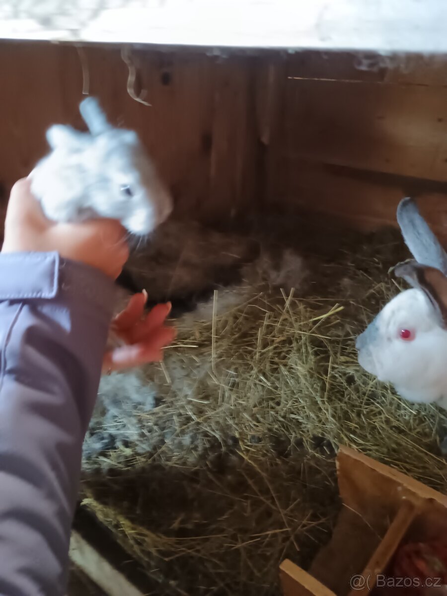 Prodám králíky křížence kalifornský a anglickým stříbrným