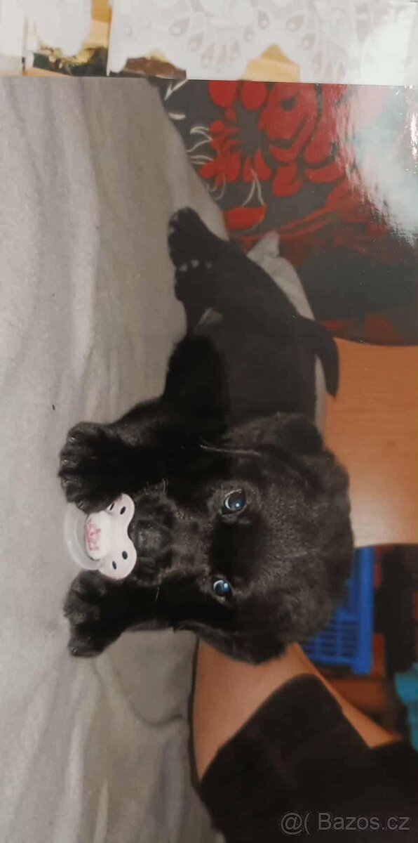 Koupím černou fenečku labradora