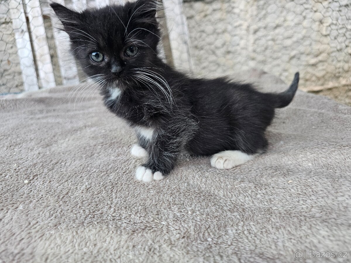 Koťátka alá Munchkin „kočičí jezevčík“ a „černé pumičky"