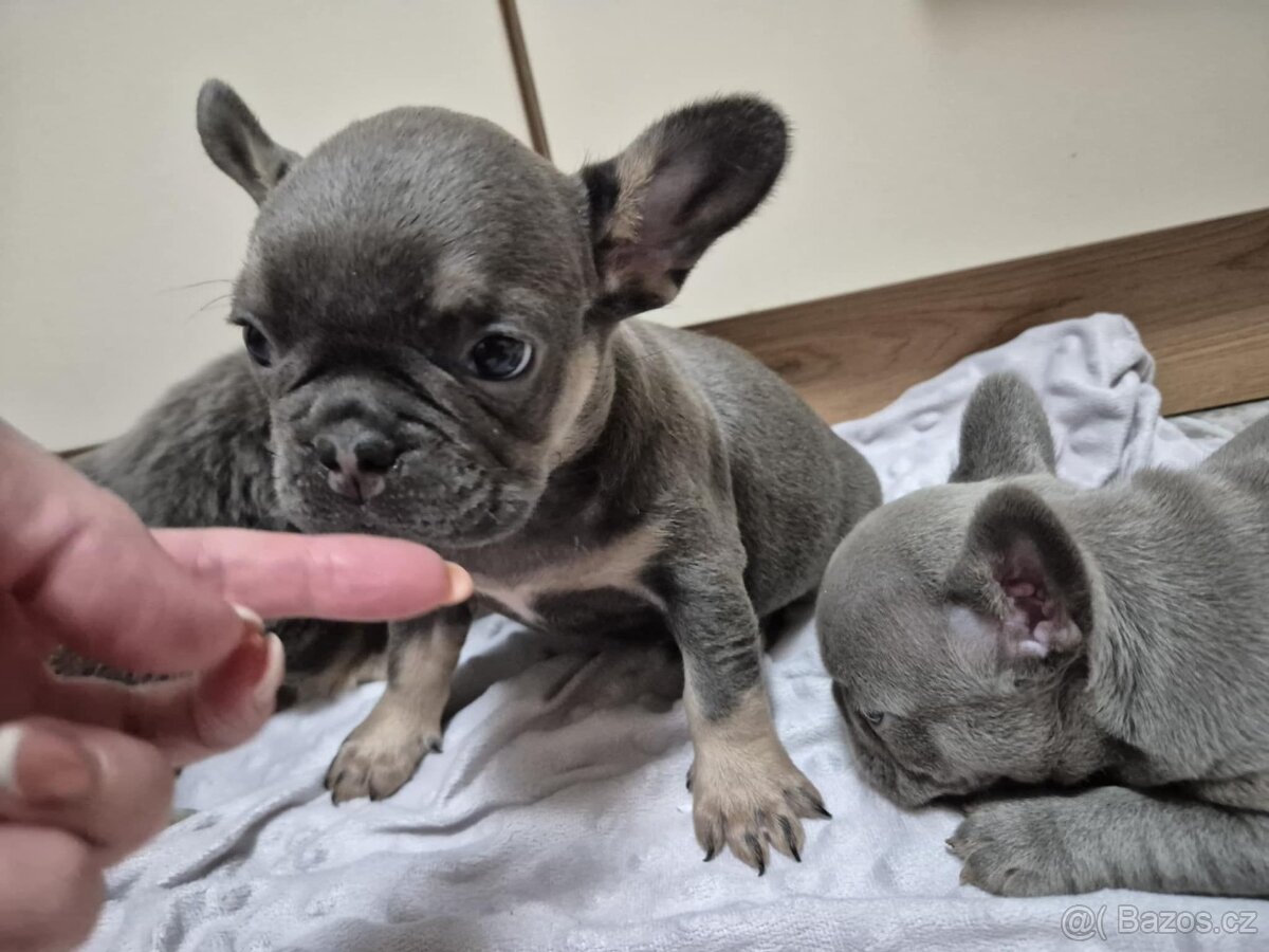 Francouzský buldoček