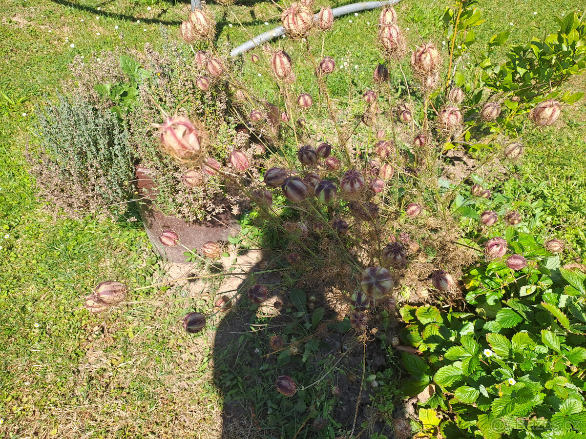 Černý kmín (černucha setá)