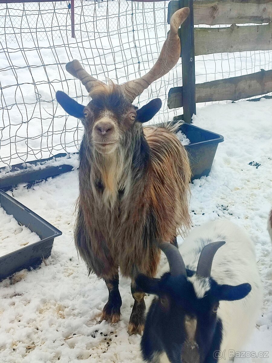Girgentánská koza - kozel
