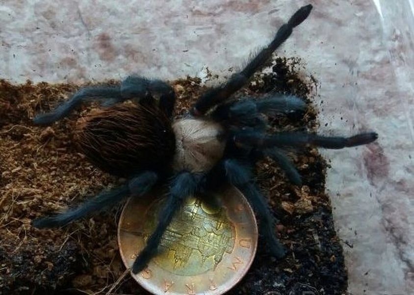 Sklípkan Brachypelma albices - samička