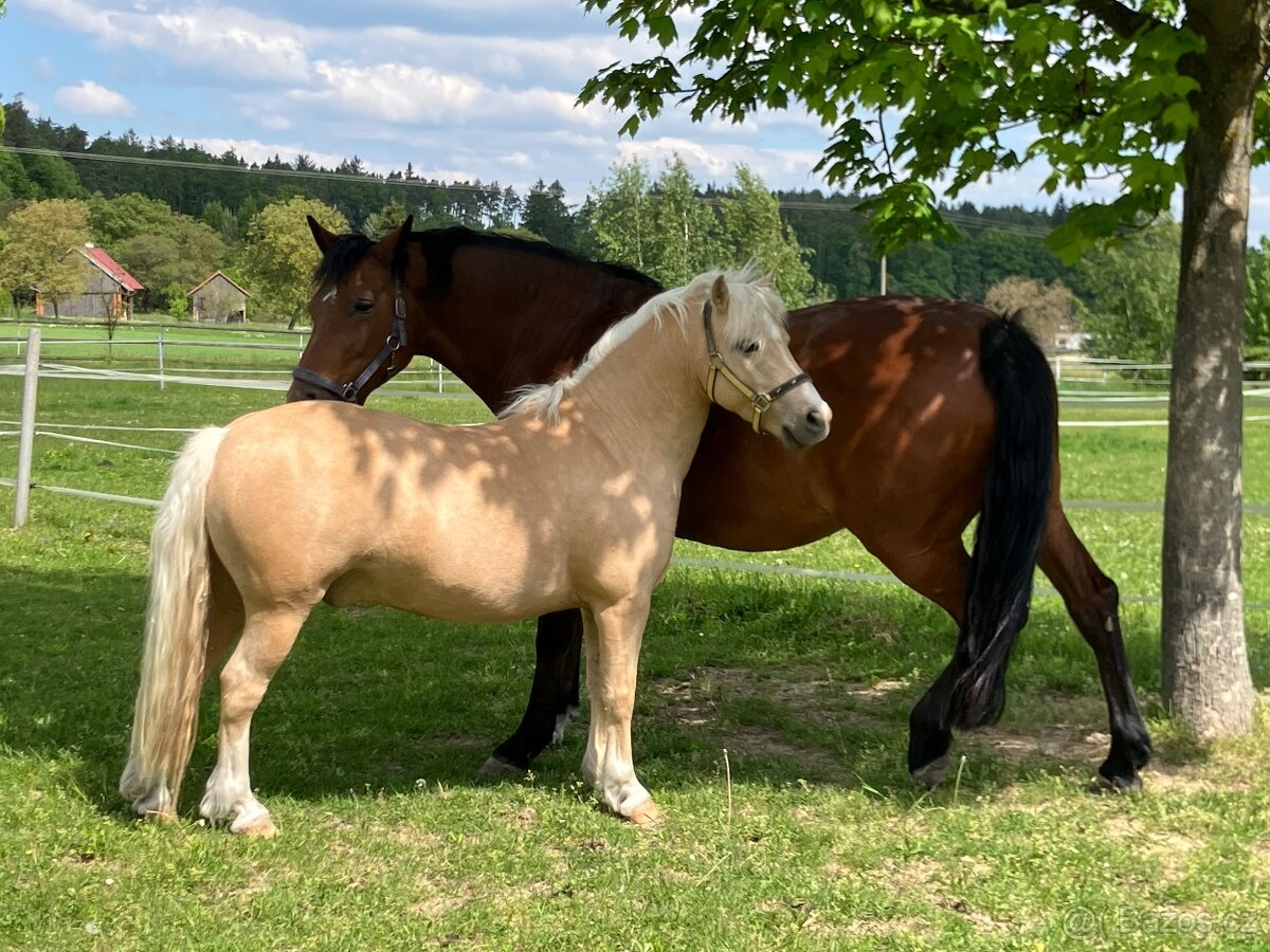 Prodej sportovního pony S